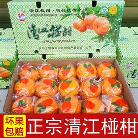 清江椪柑 酸甜口感  汁多味浓 果肉细嫩 颗粒饱满 带箱14斤/12斤装