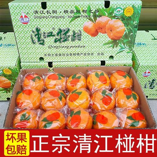 清江椪柑 酸甜口感  汁多味浓 果肉细嫩 颗粒饱满 带箱14斤/12斤装 商品图0