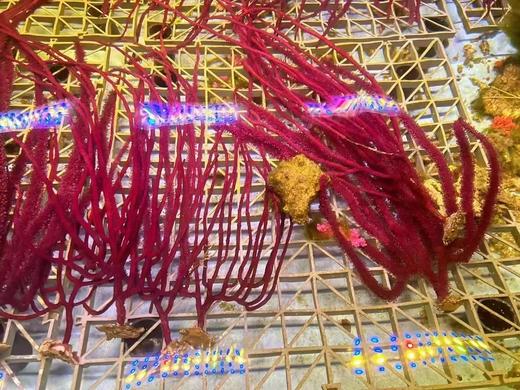 紫柳海树 商品图0