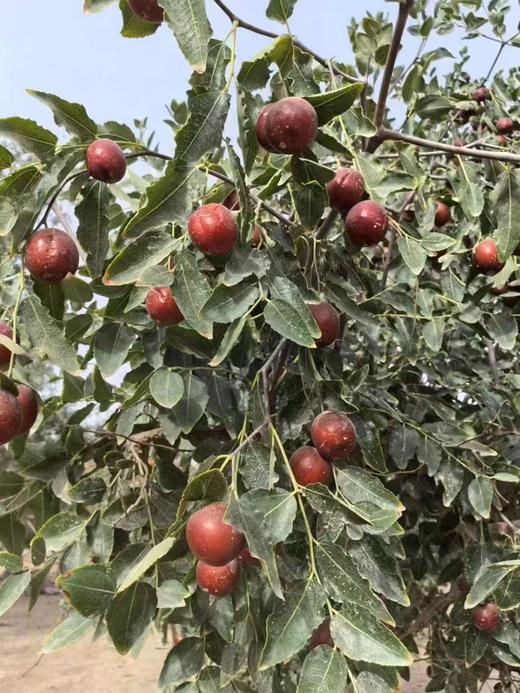 有机冬月吊干枣 生态种植 500g/袋 有机认证 商品图3