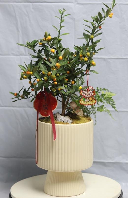 小金豆盆栽 商品图0