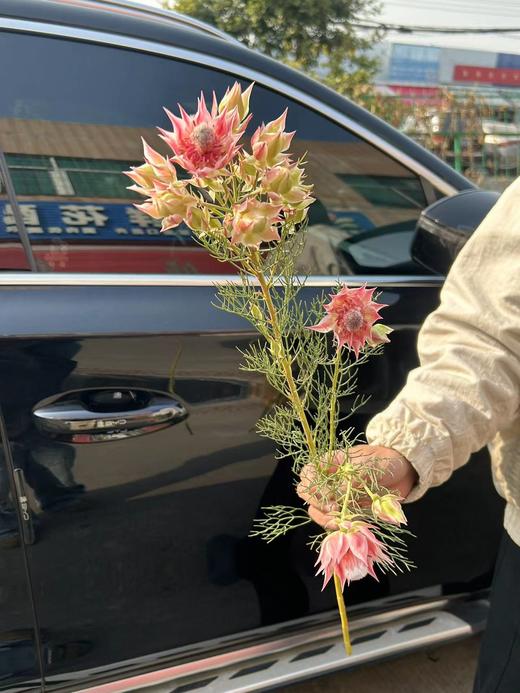 同城甄选精品花材新娘花鲜切花一扎 商品图4