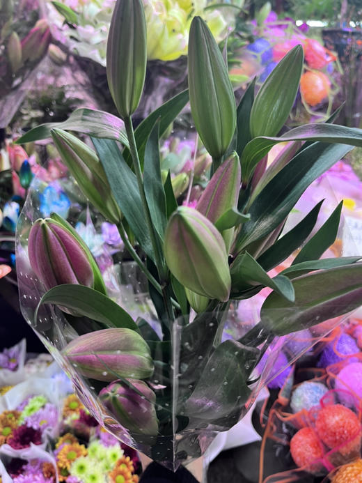 眉粉百合，超级大花苞，A级品质，4-5头/支一组两支 商品图2