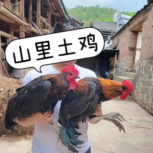 【大理深山散养土鸡】农户自家母鸡孵小鸡老品种散养飞鸡 呼吸新鲜空气 喝山泉水 吃纯玉米菜叶等农家杂粮生长一年以上/脂肪少肉质紧实 没有抗生素牲畜药 大人小孩放心吃的土鸡/顺丰空运包邮 商品图5
