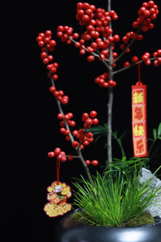 冬青盆栽 商品图1