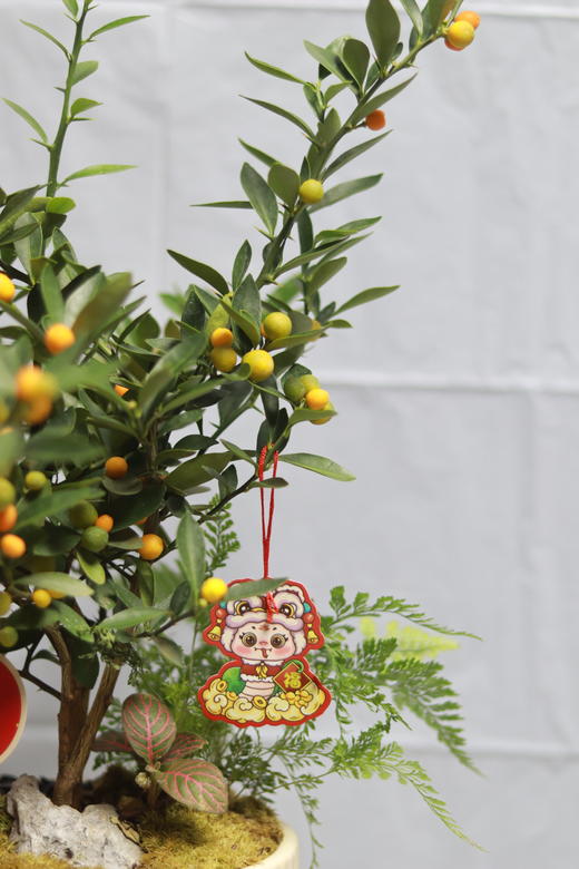 小金豆盆栽 商品图2