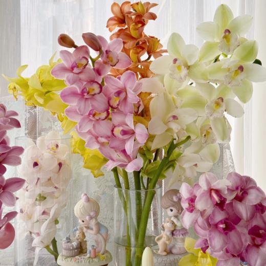 随机大花蕙兰｜1支 商品图0