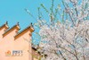 【约惠专线】3.24/3.26确定出发【烟花三月下江南】华东赏樱6天摄影<超特惠团> 商品缩略图5