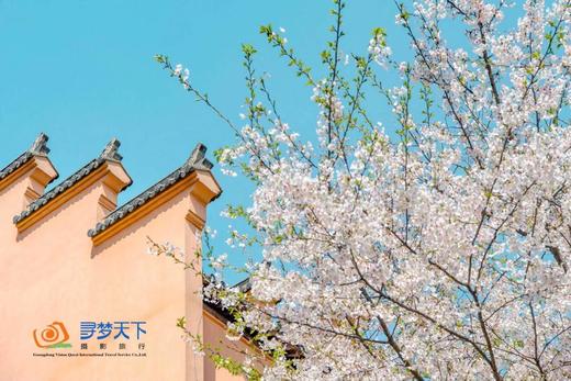 【约惠专线】3.24/3.26确定出发【烟花三月下江南】华东赏樱6天摄影<超特惠团> 商品图5