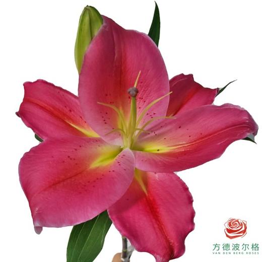 百合-特红 5枝/扎 商品图0