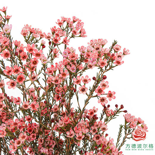 平头腊梅-西柚粉 商品图2