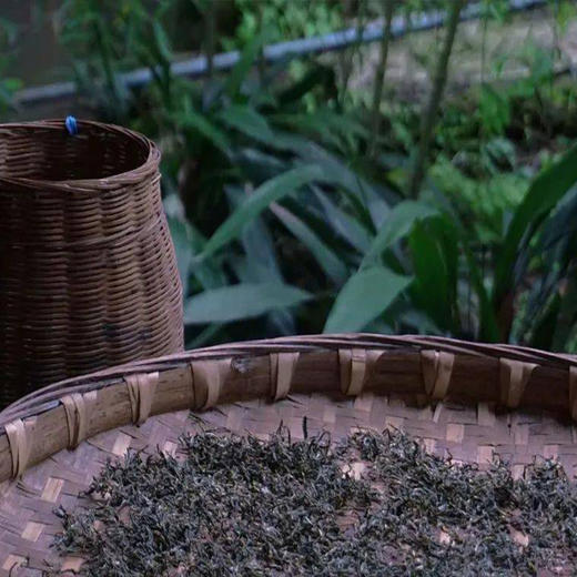 云南·景迈山 | 哎冷山圣山徒步+布朗制茶体验半日游/一日游（景迈山当地向导+含接送） 商品图11