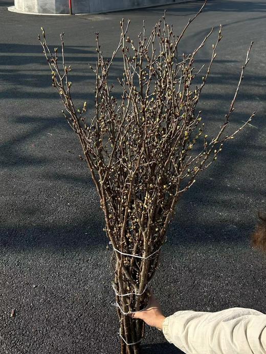 日本进口樱花Keiozakura敬翁樱 商品图8