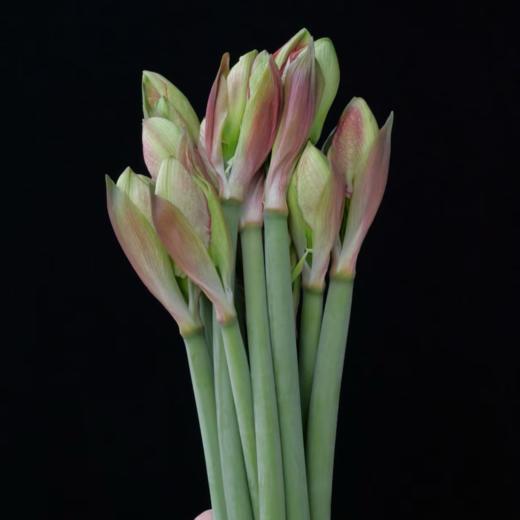 A级朱顶红丨邂逅丨2支 商品图2