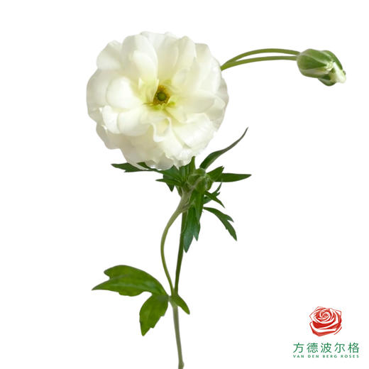 蝴蝶洋牡丹-白色系 商品图1