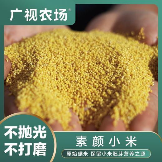 素颜小米   不抛光不染色保留胚芽  5斤装 商品图0