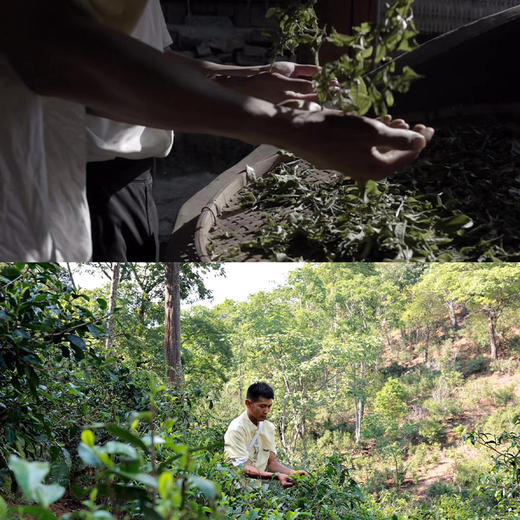 云南·景迈山 | 哎冷山圣山徒步+布朗制茶体验半日游/一日游（景迈山当地向导+含接送） 商品图7