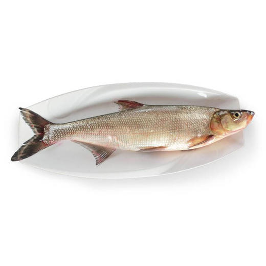 【全国包邮，部分地区除外】产地直发 好余轩丹江鲌锁鲜翘嘴鲌10斤礼盒装 商品图2