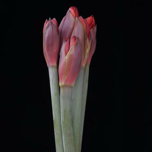 A级朱顶红丨红狮丨2支 商品图1