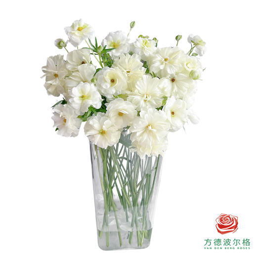 蝴蝶洋牡丹-白色系 商品图2