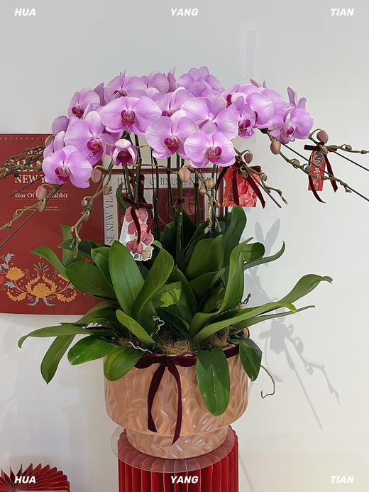 长日欣喜 · 蝴蝶兰盆栽 商品图2