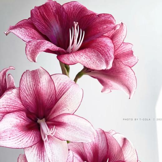 A级朱顶红丨月神丨2支 商品图1