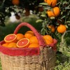 中华红橙 血橙 商品缩略图0
