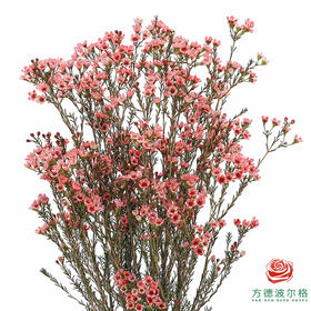 平头腊梅-西柚粉