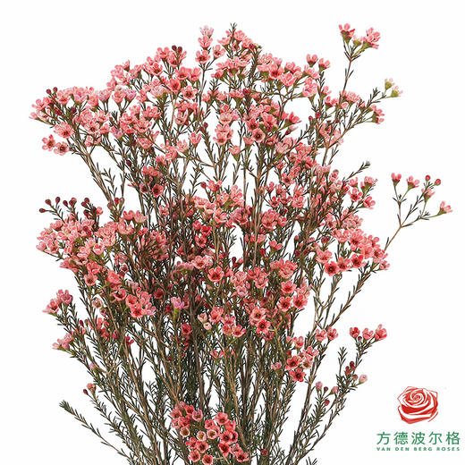 平头腊梅-西柚粉 商品图0