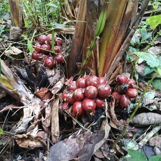 云南草果·柴火烘烤·香味浓郁·生态六无标准。 商品图5