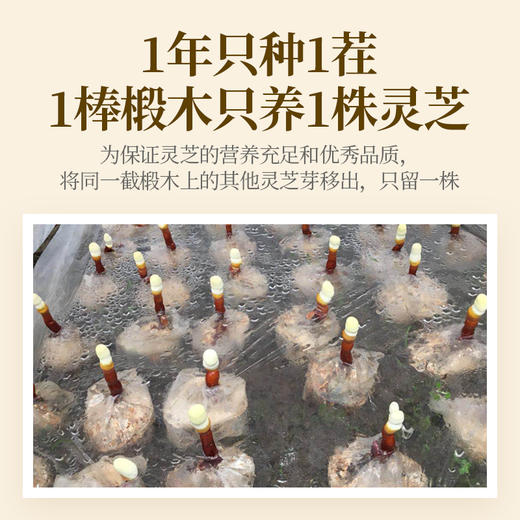 元维正破壁灵芝孢子粉 商品图5