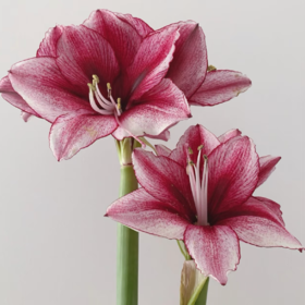 A级朱顶红丨月神丨2支