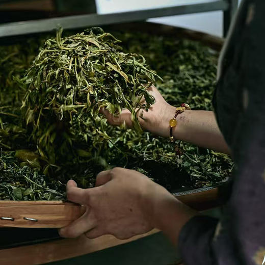 云南·景迈山 | 哎冷山圣山徒步+布朗制茶体验半日游/一日游（景迈山当地向导+含接送） 商品图8