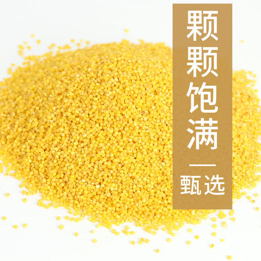 【山西黄小米，香糯可口】黄小米500g散装 山西新米农家香糯小米 五谷杂粮粥粗粮-QQ 商品图2