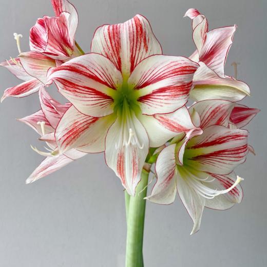 A级朱顶红丨邂逅丨2支 商品图0