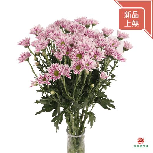 小菊-圆心剧场 10枝一扎 商品图0