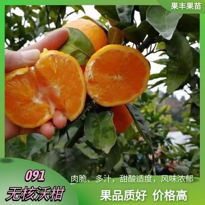 【顺丰/京东】广西武鸣沃柑 新鲜采摘 无籽多汁 香甜可口 当季水果 - DBXS 商品图4
