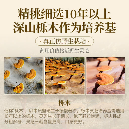 元维正破壁灵芝孢子粉 商品图4