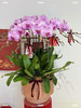 长日欣喜 · 蝴蝶兰盆栽 商品缩略图3