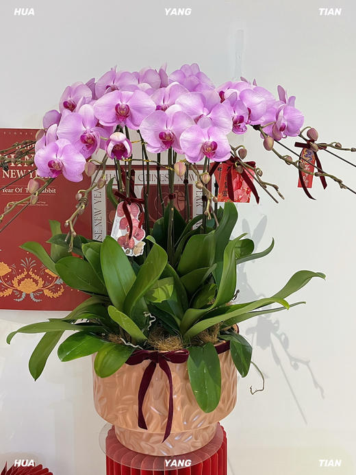 长日欣喜 · 蝴蝶兰盆栽 商品图3