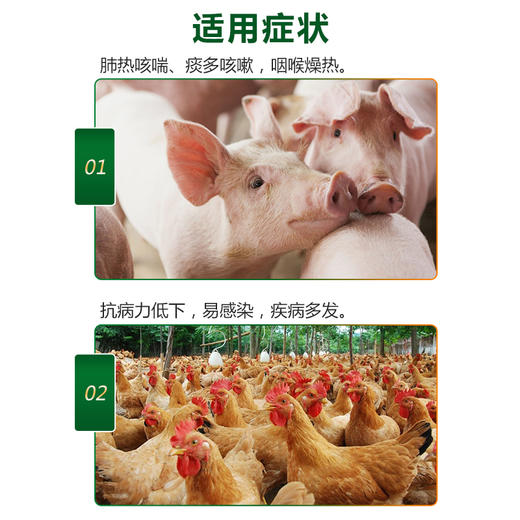 【板青克喘宁】肺热咳喘 清热解毒 宣肺平喘 呼吸道 500g 商品图4