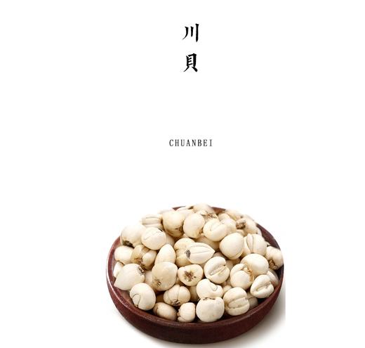 野生川贝母 | 来自川西高原，藏民直采，正宗松贝，地道产区，无熏硫漂白【基地直发】 商品图0