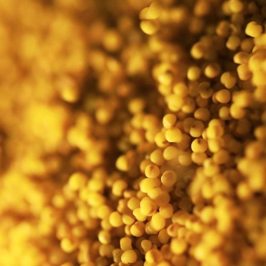 素颜小米   不抛光不染色保留胚芽  5斤装 商品图3