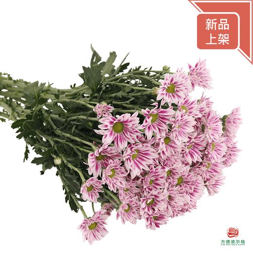 小菊-圆心剧场 10枝一扎 商品图1