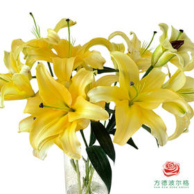 百合-闪光 5枝一扎
