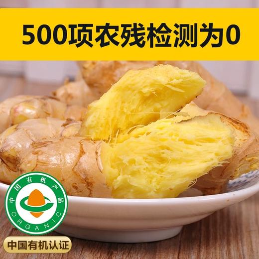云南文山有机小黄姜 2024年新姜嫩姜新鲜采挖水洗发货 商品图2