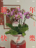 迎福纳祥 · 蝴蝶兰盆栽 商品缩略图0