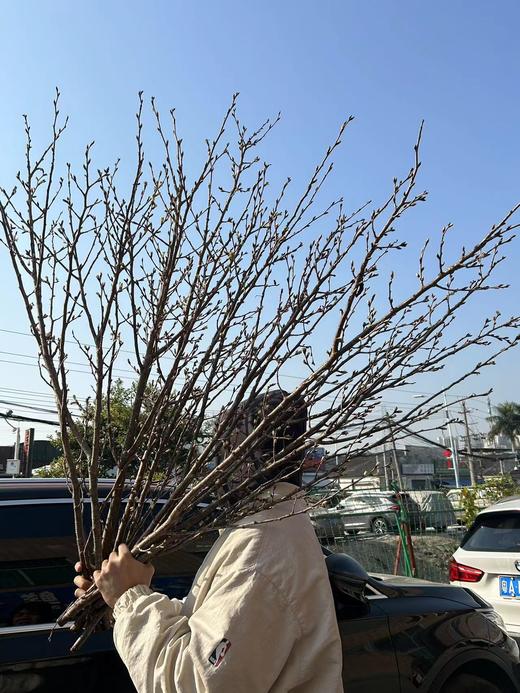 日本进口樱花Keiozakura敬翁樱 商品图4