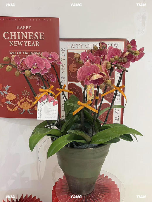 花开见喜 · 蝴蝶兰盆栽 商品图1