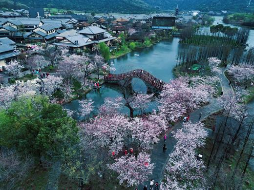 【约惠专线】3.24/3.26确定出发【烟花三月下江南】华东赏樱6天摄影<超特惠团> 商品图1